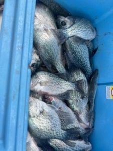 Cooler Full of Clarks Hill Lake Crappie
